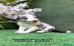 Border Collie perros en venta: BORDER COLLIE DE VILLA BIZNAGA - Imagen 6