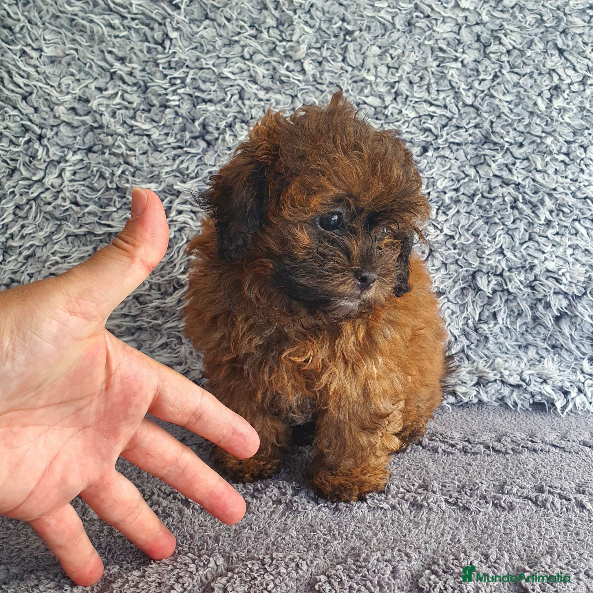 Maltipoo perros Maltipoo  - Anuncio 2