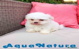 Bichón Maltés perros en venta: Bichon Maltes Macho de Malita AQUANATURA - Imagen 7