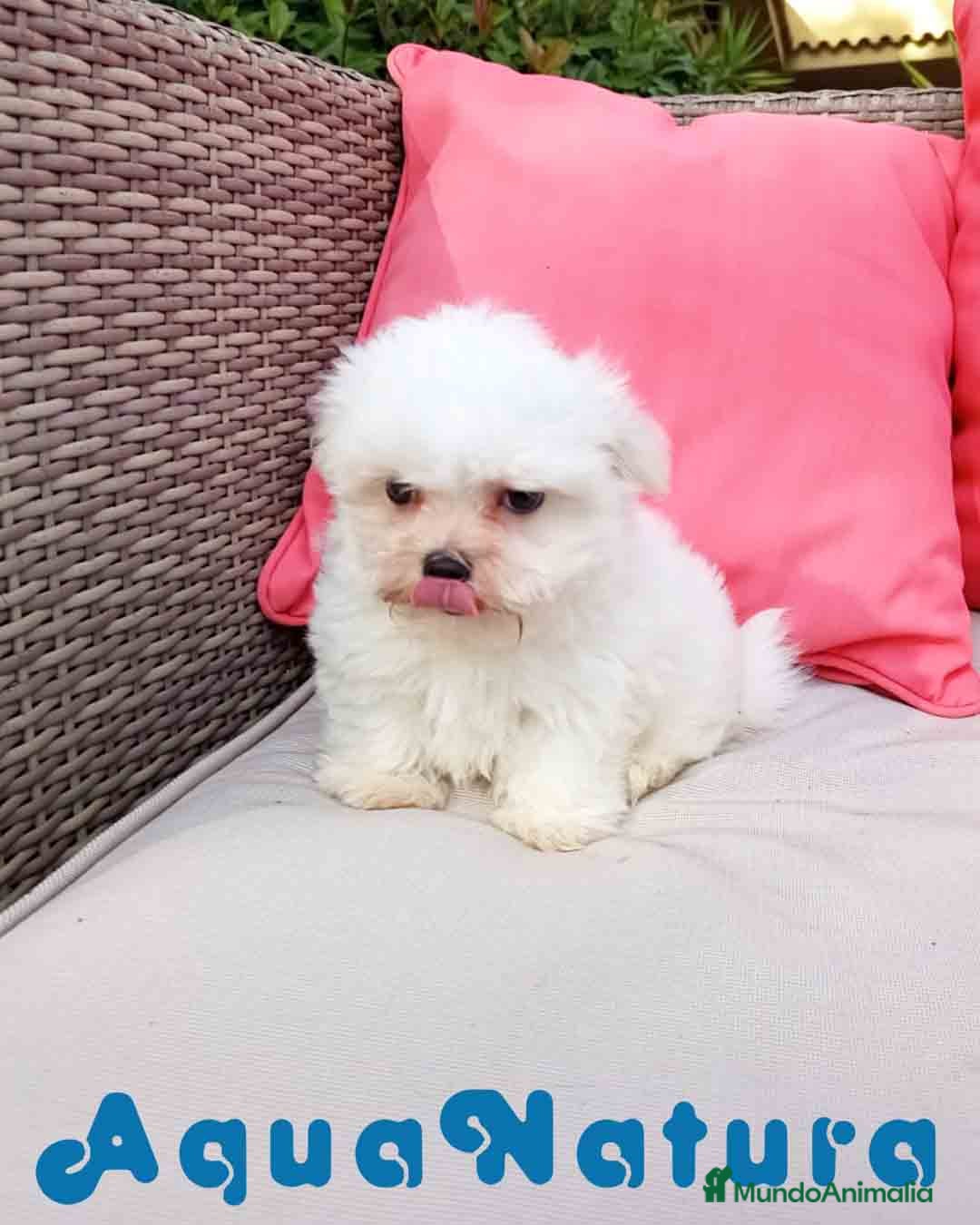 Bichón Maltés perros en venta: Bichon Maltes Macho de Malita AQUANATURA - Imagen 7