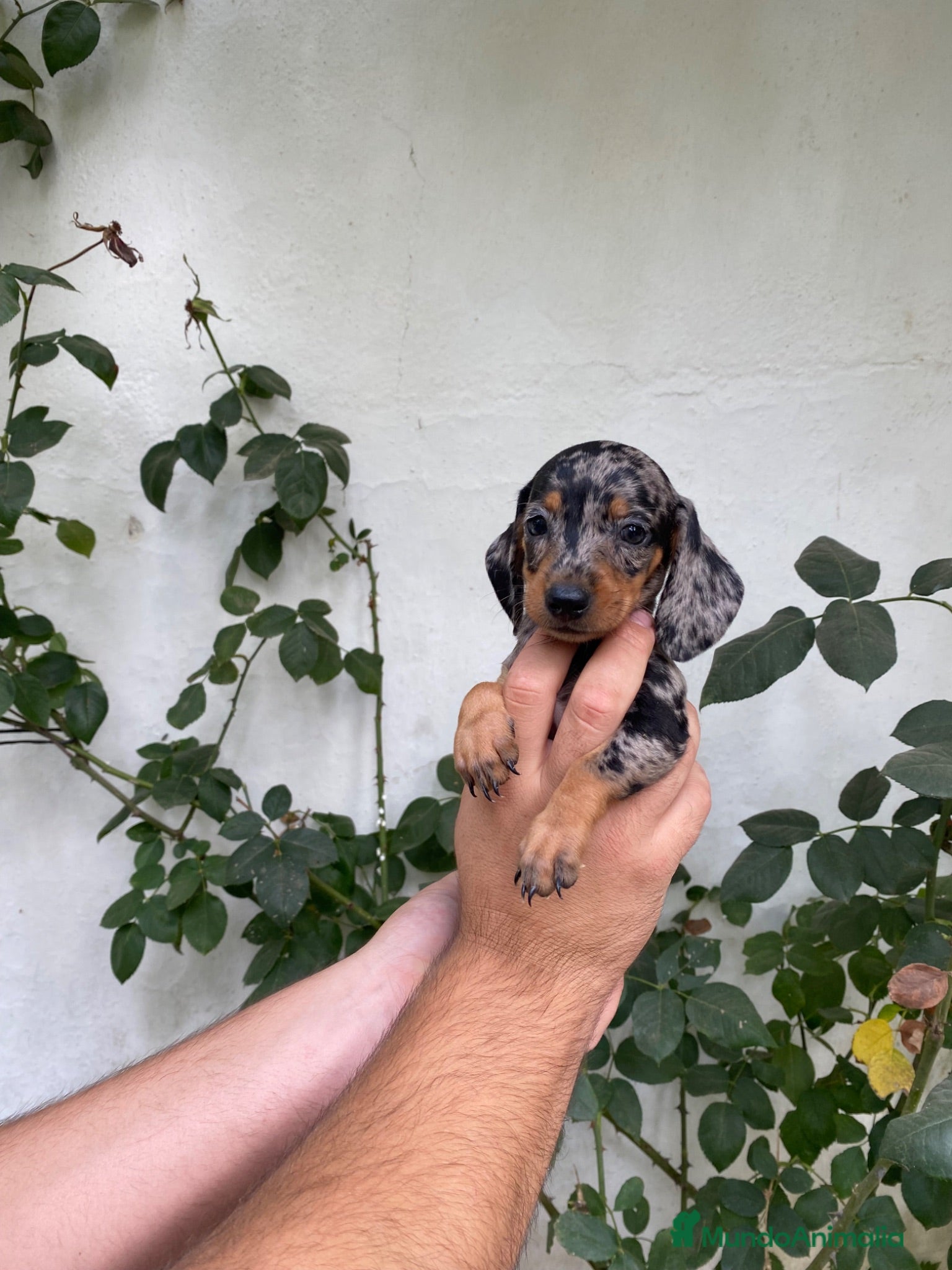 Teckel Miniatura perros Cachorros de Teckel miniatura  - Anuncio 1