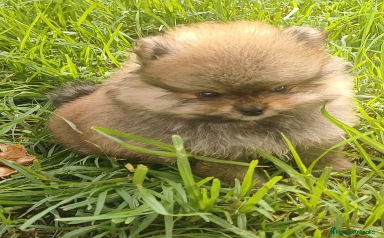Pomerania perros - Anuncio 1