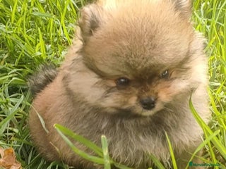 Pomerania perros - Anuncio 34