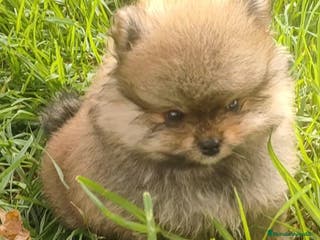 Pomerania perros PONERAMIA - Anuncio 10