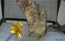 Británico de Pelo Corto gatos en venta: Gatita british shorthair (britanica pelo corto) - Imagen 6