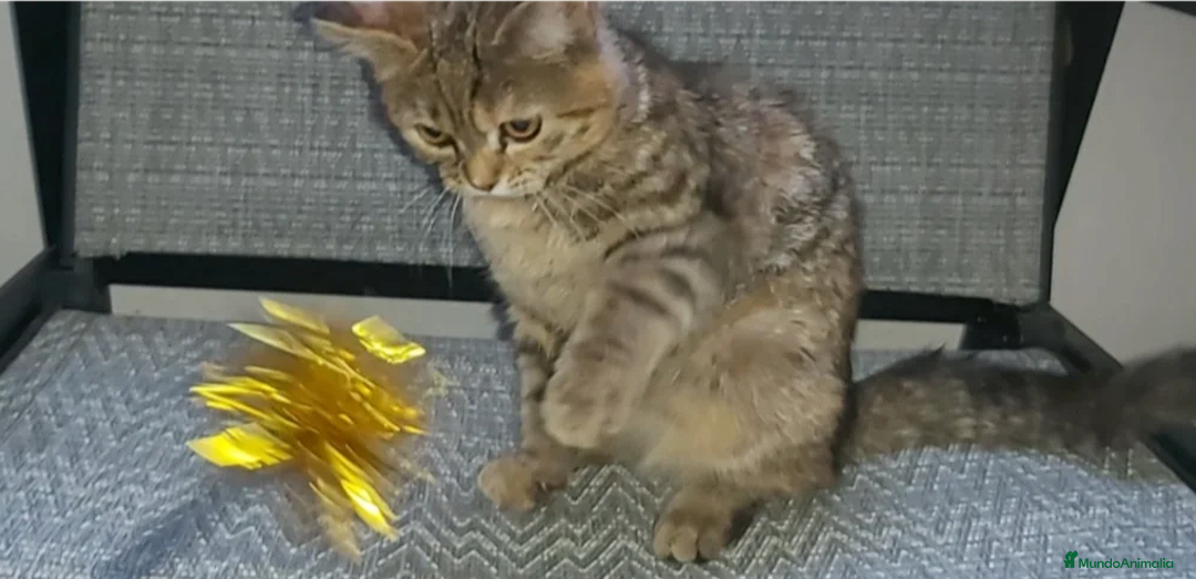 Británico de Pelo Corto gatos en venta: Gatita british shorthair (britanica pelo corto) - Imagen 6