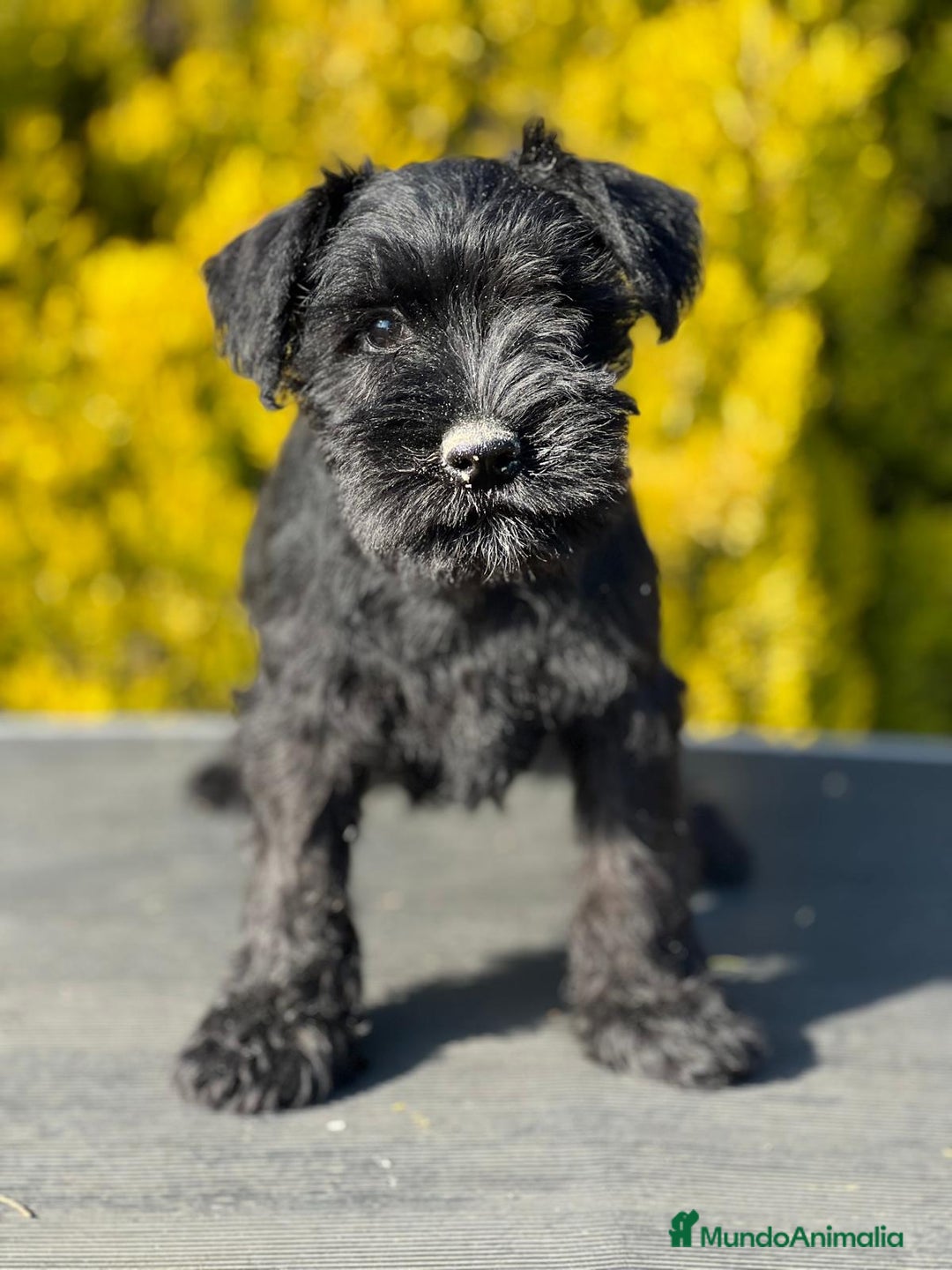 Schnauzer Miniatura perros en venta: SCHNAUZER MINIATURA NEGRO en Barcelona - Imagen 1