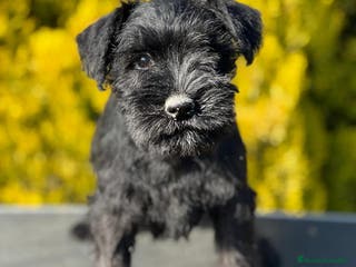 Schnauzer Miniatura perros SCHNAUZER MINIATURA NEGRO en Barcelona - Anuncio 7