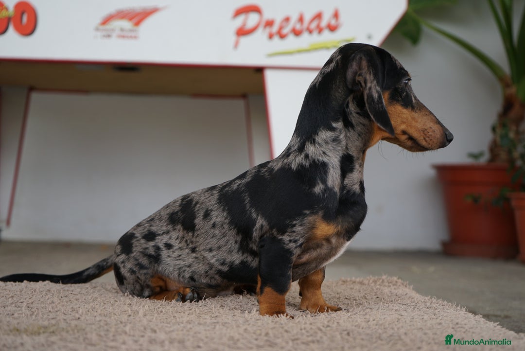 Teckel Miniatura perros en venta: 🐾 Gregorio y Bongo – Teckel especiales 🐾 - Imagen 5