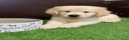 Golden Retriever perros en venta: CACHORROS GOLDEN - Anuncio 1