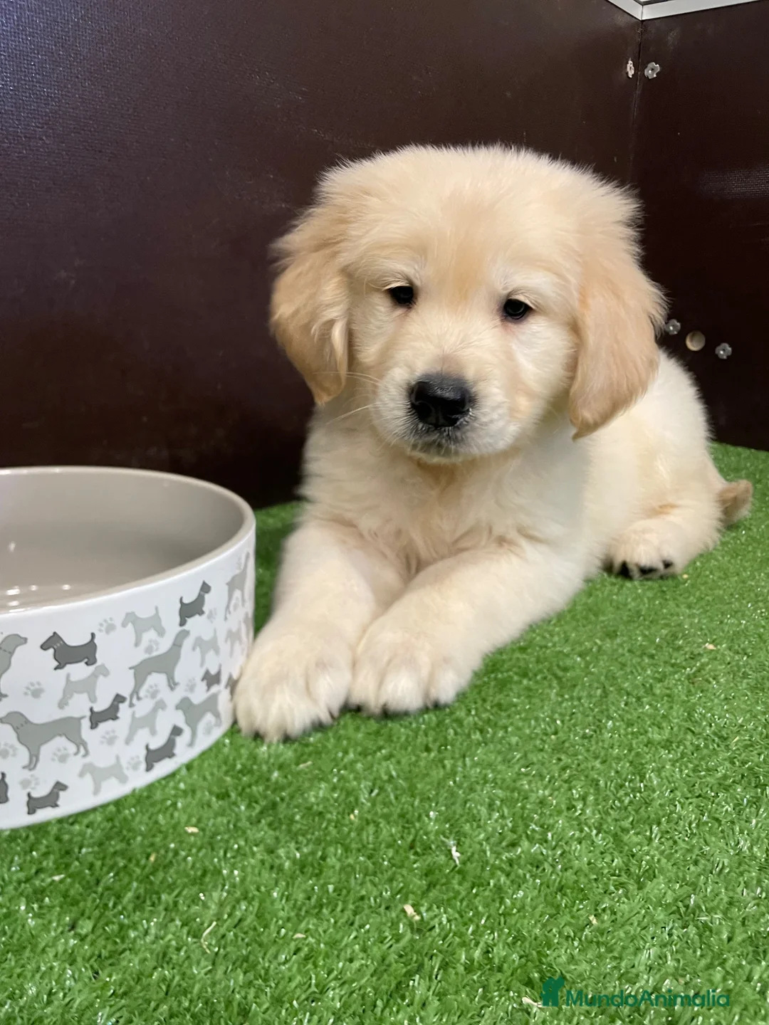 Golden Retriever perros en venta: CACHORROS GOLDEN - Anuncio 1