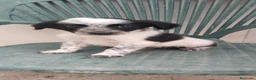 Border Collie perros en venta: Border collies de calidad  - Anuncio 2
