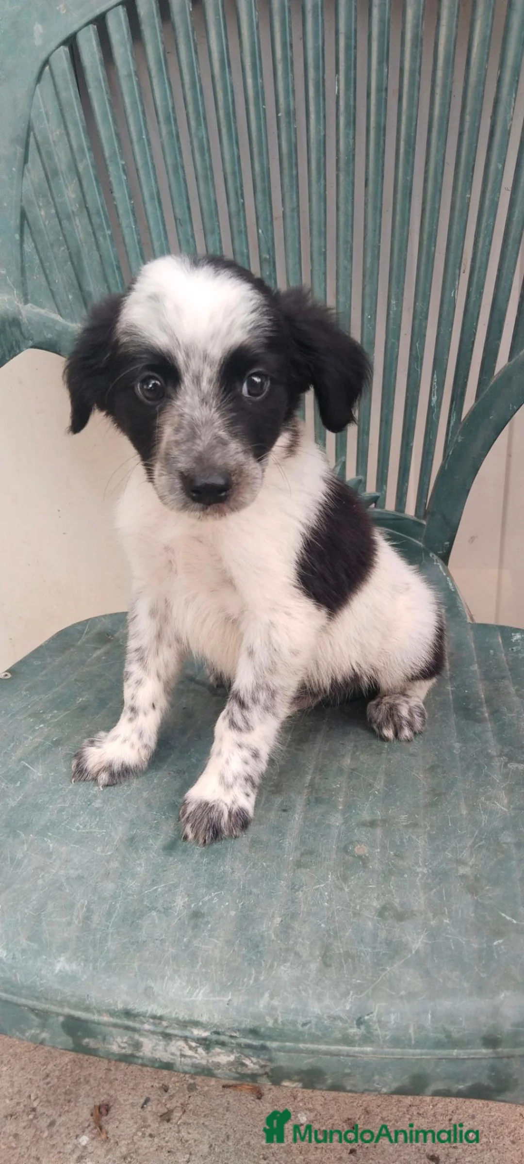 Border Collie perros en venta: Border collies de calidad  - Anuncio 2