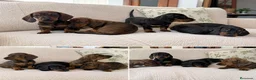 Teckel Miniatura perros en venta: TECKEL MINIATURA - SEVILLA Y ALREDEDORES  - Anuncio 1