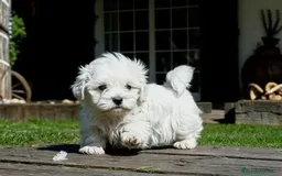 Bichón Maltés perros en venta: CACHORRO BICHON MALTES  - Imagen 1