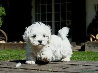 Bichón Maltés perros - Anuncio 34