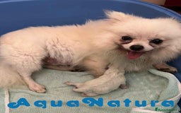 Pomerania perros en venta:  Pomerania Macho de Ranita AQUANATURA - Imagen 4