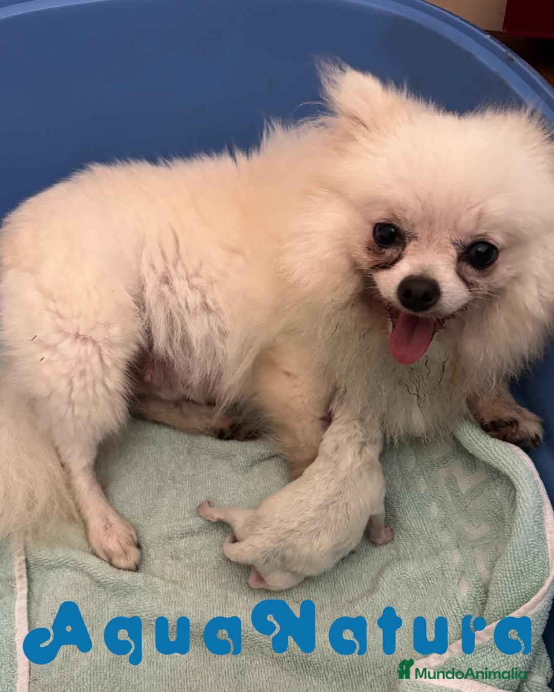Pomerania perros en venta:  Pomerania Macho de Ranita AQUANATURA - Imagen 4