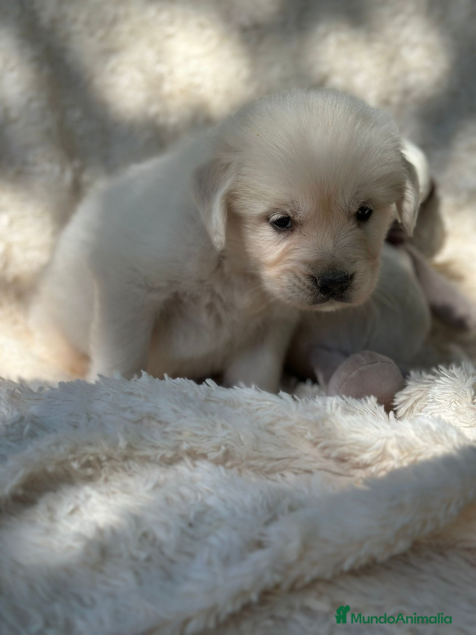 Golden Retriever perros Golden Retriever macho  - Anuncio 2