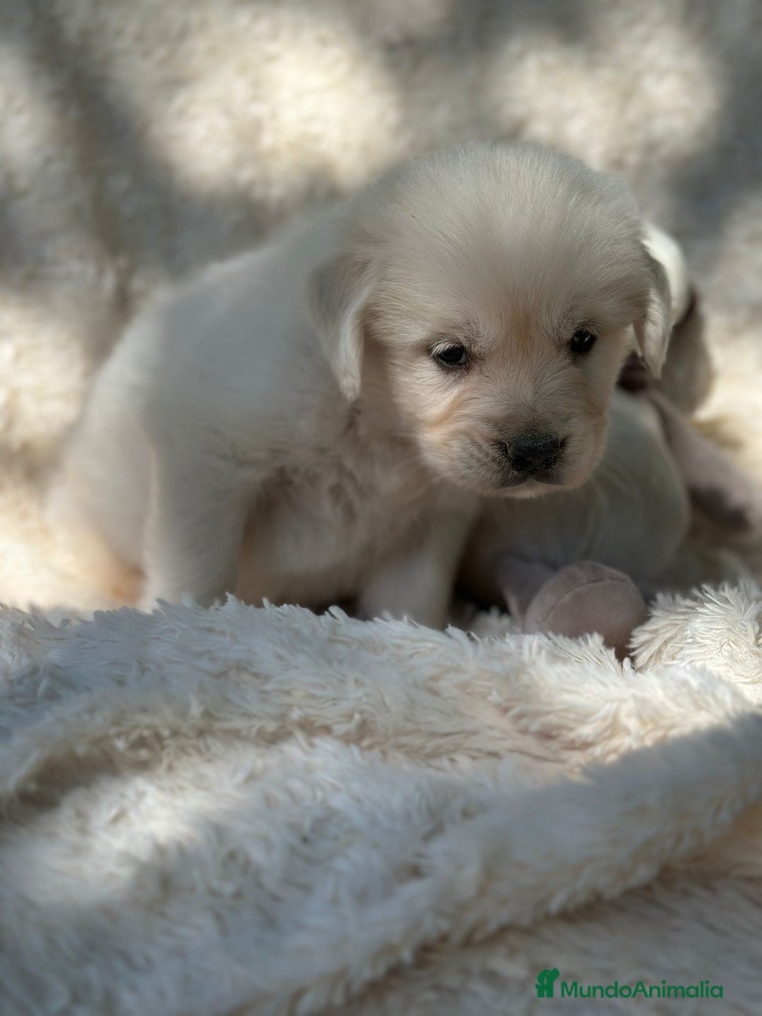 Golden Retriever perros en venta: Golden Retriever macho  - Imagen 2