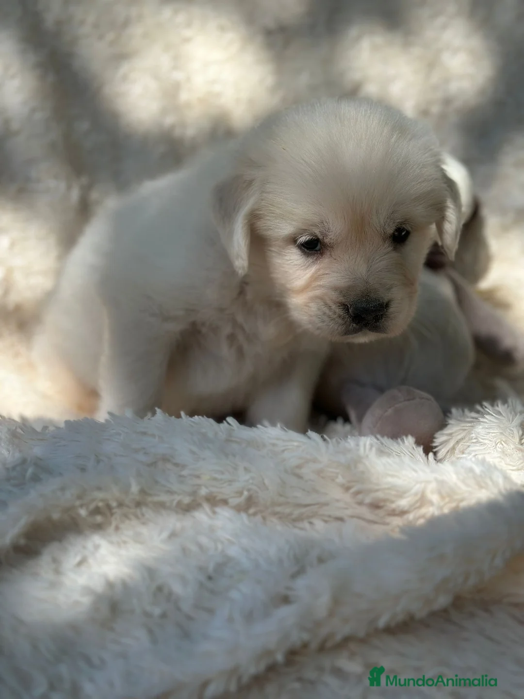 Golden Retriever perros en venta: Golden Retriever macho  - Anuncio 2