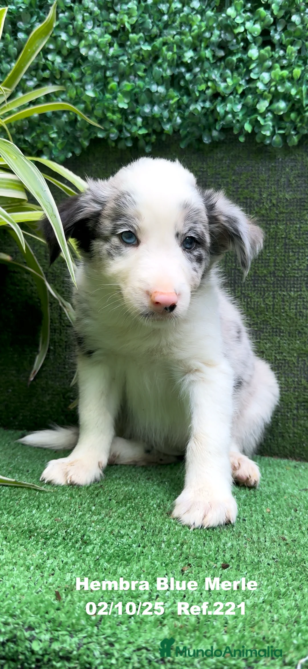 Border Collie perros en venta: Border Collie hembra Blue Merle - Anuncio 22