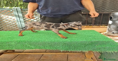Ratón de Praga perros - Anuncio 9