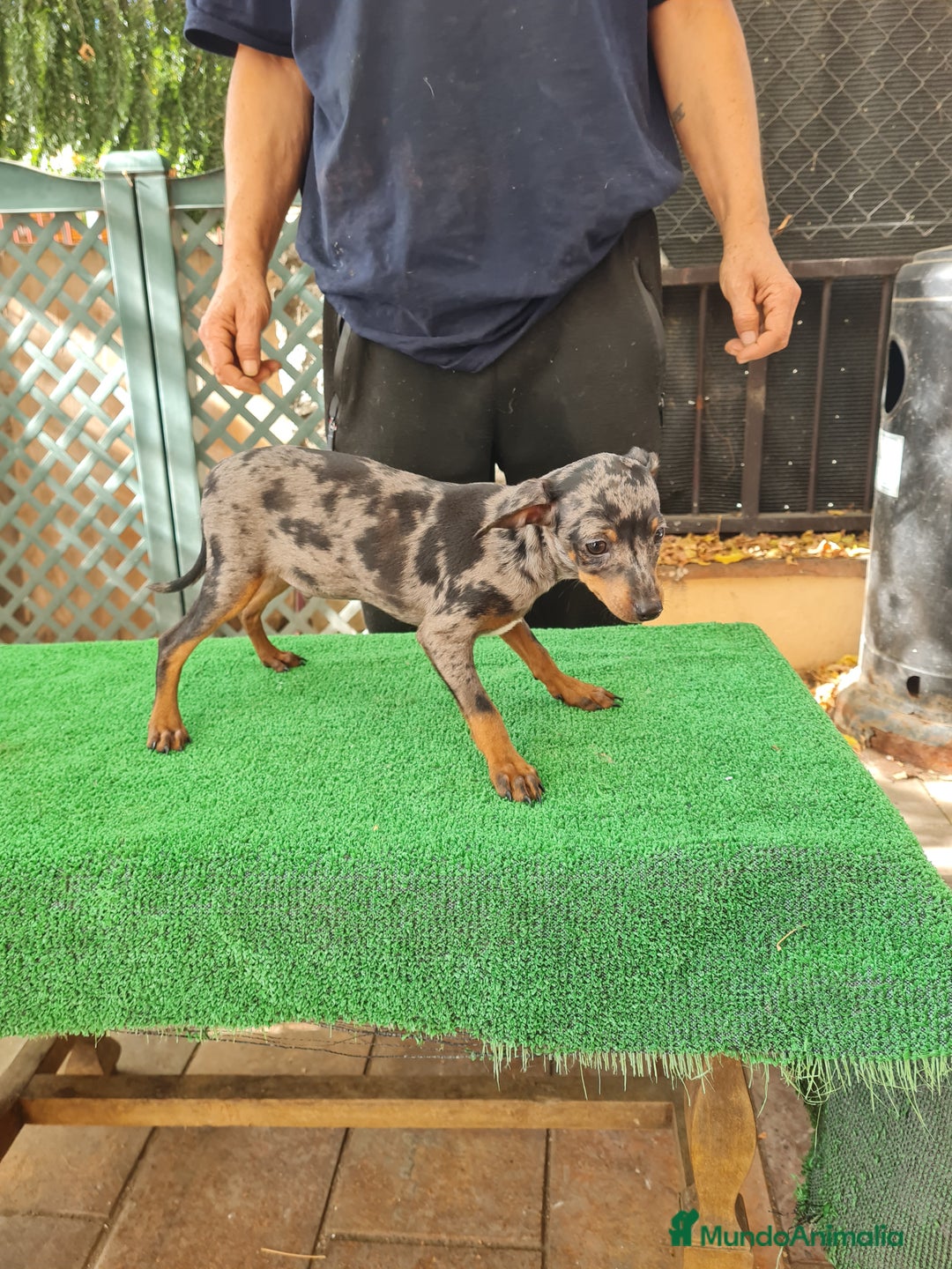 Ratón de Praga perros en venta: Raton de praga - Imagen 2