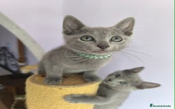 Azul Ruso gatos en venta: Ultimo cachorros de azul ruso  - Imagen 1