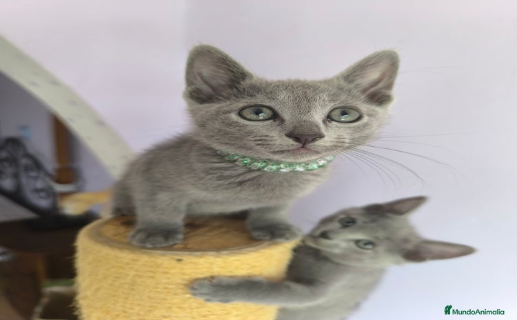 Azul Ruso gatos - Propaganda 1