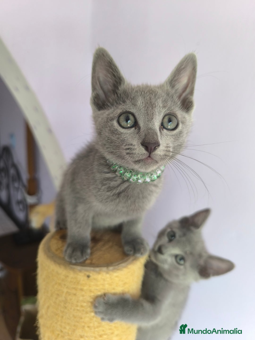 Azul Ruso gatos en venta: Ultimo cachorros de azul ruso  - Imagen 1