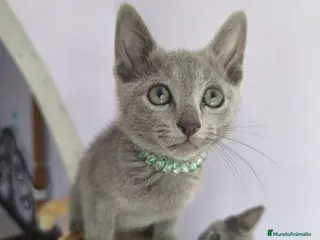 Azul Ruso gatos Ultimo cachorros de azul ruso - Anuncio 10