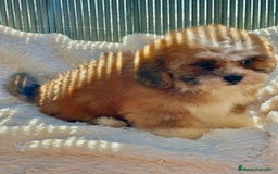 Shihpoo perros en venta: Shihpoo disponible  - Imagen 3