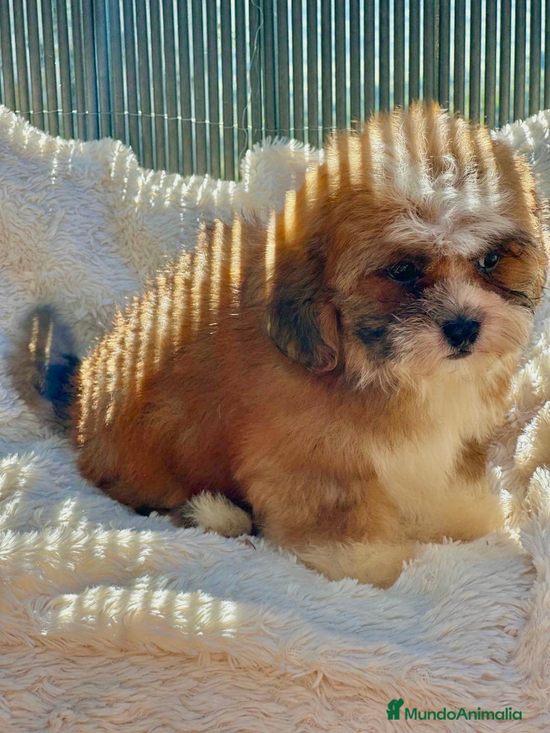 Shihpoo perros en venta: Shihpoo disponible  - Imagen 3