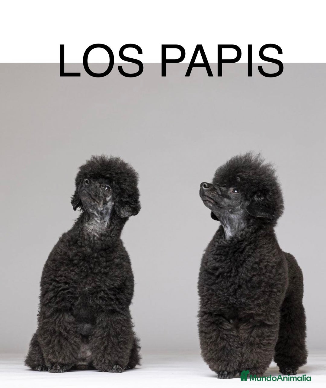 Imagen de galería {{count}}