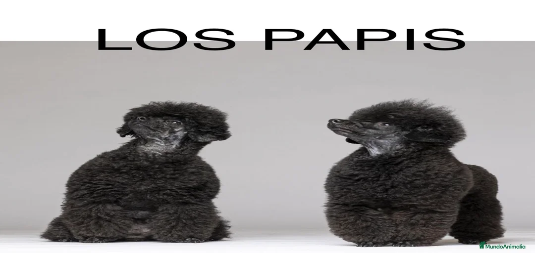 Imagen de galería {{count}}