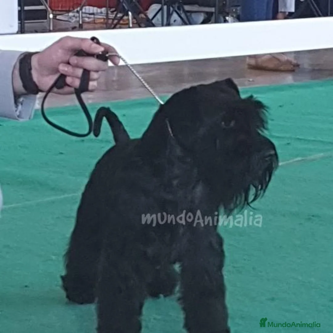 Imagen de galería {{count}}