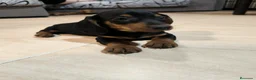 Teckel Miniatura perros en venta: Disponible Teckels miniatura de excelente calidad  - Anuncio 10