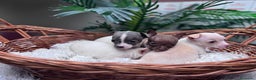 Chihuahua perros en venta: CHIHUAHUA  - Anuncio 6