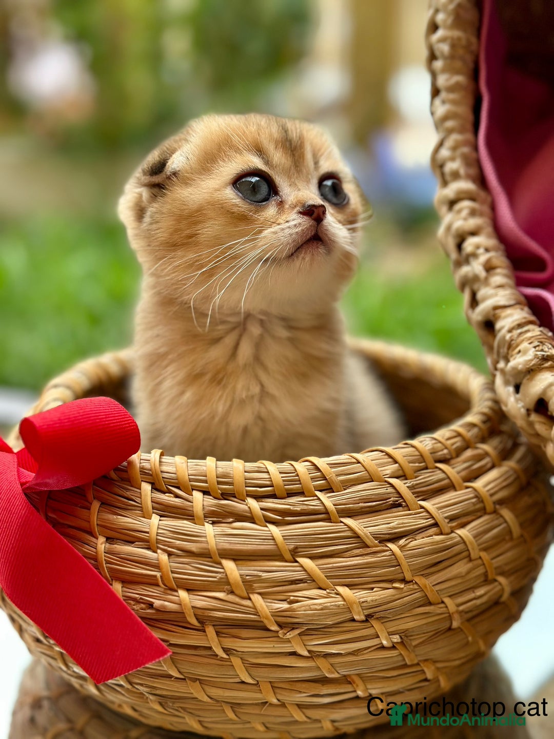 Scottish Fold gatos en venta: Gatitos British y Scottish Fold  - Imagen 6