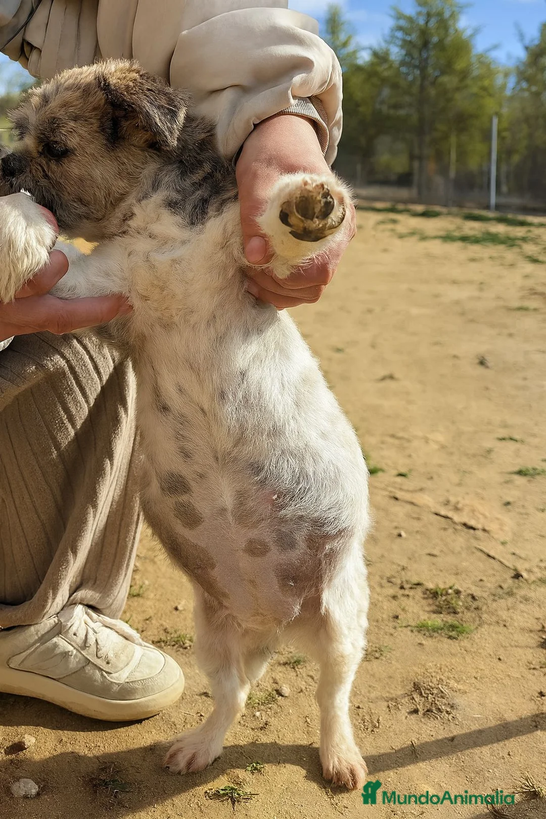 Shih Tzu perros en venta: Último Shih tzu  - Anuncio 1