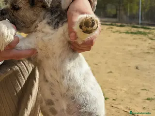 Shih Tzu perros Último Shih tzu - Anuncio 23