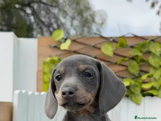 Teckel Miniatura perros TECKEL BLUE HEMBRA - Anuncio 1