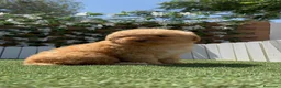 Perro de Agua Español perros en venta: PERRO DE AGUA ESPAÑOL - Anuncio 2