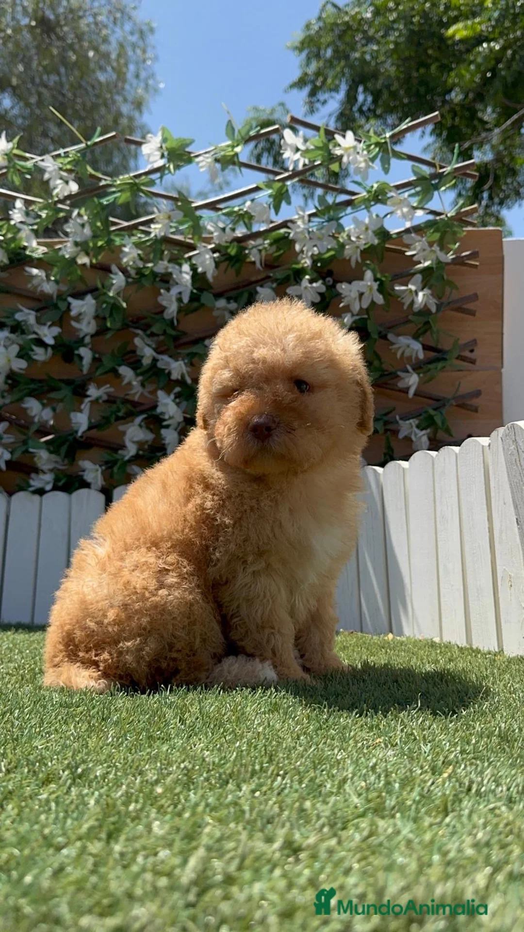 Perro de Agua Español perros en venta: PERRO DE AGUA ESPAÑOL - Anuncio 2