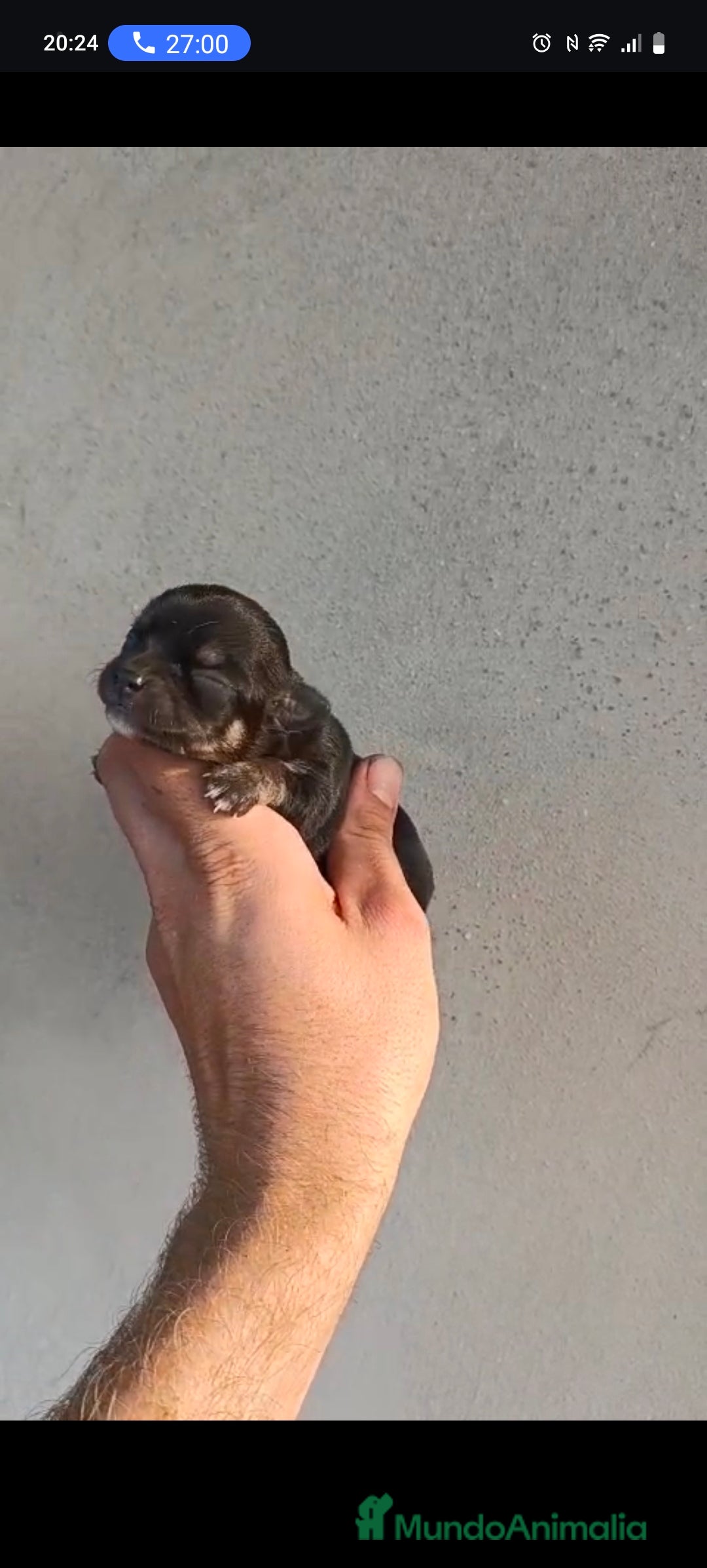 Chihuahua perros en venta: Chigugua toys  - Imagen 3