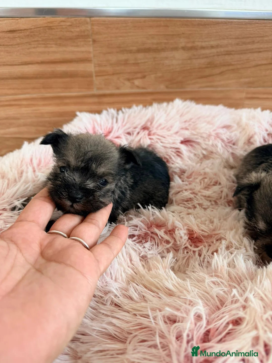 Schnauzer Miniatura perros en venta: Schnauzer mini  - Anuncio 3