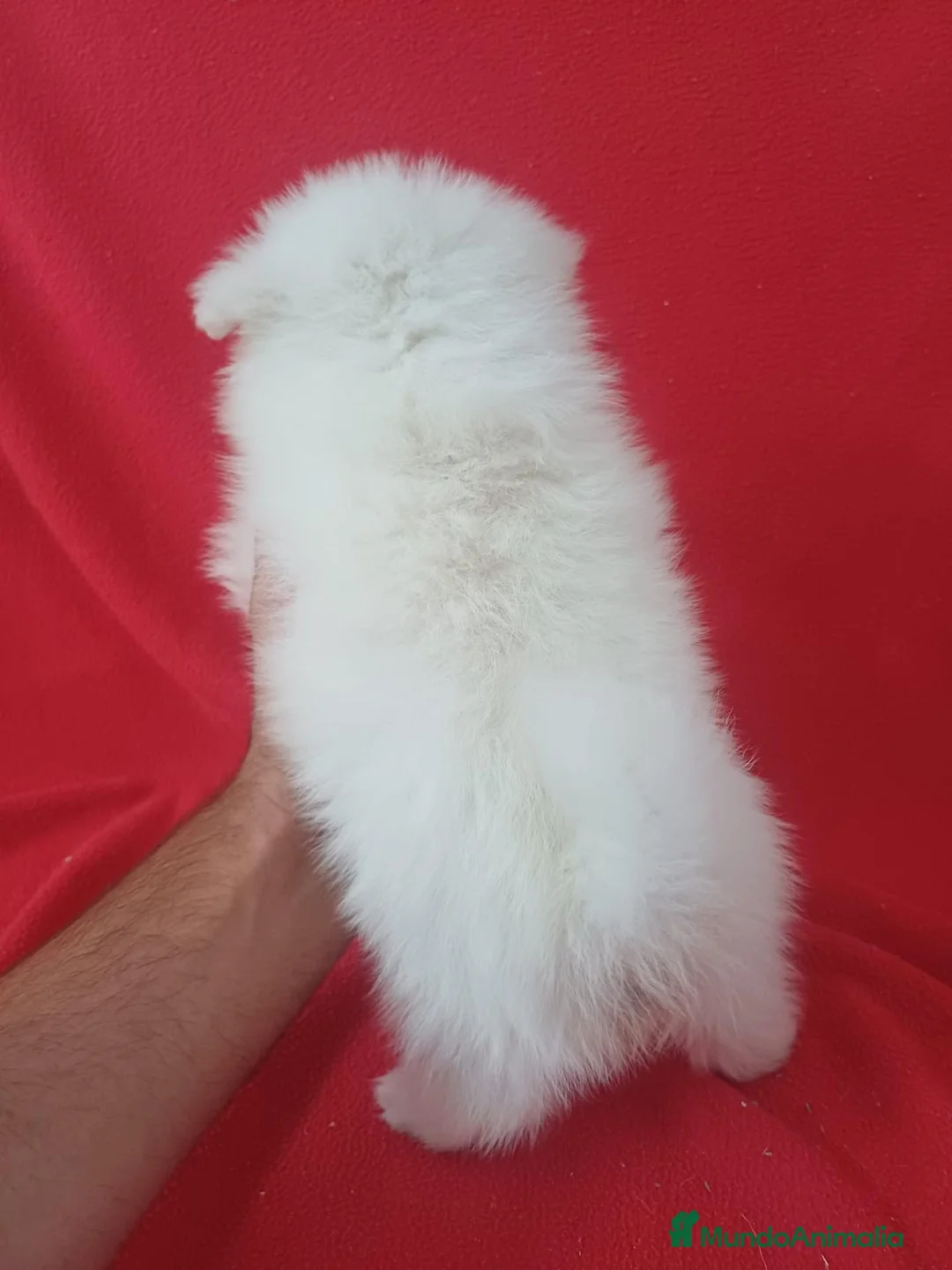 Pomerania perros en venta: Pomerania  - Anuncio 2