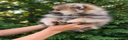 Pomerania perros en venta: Hembras Pomerania naranja sable - Anuncio 4