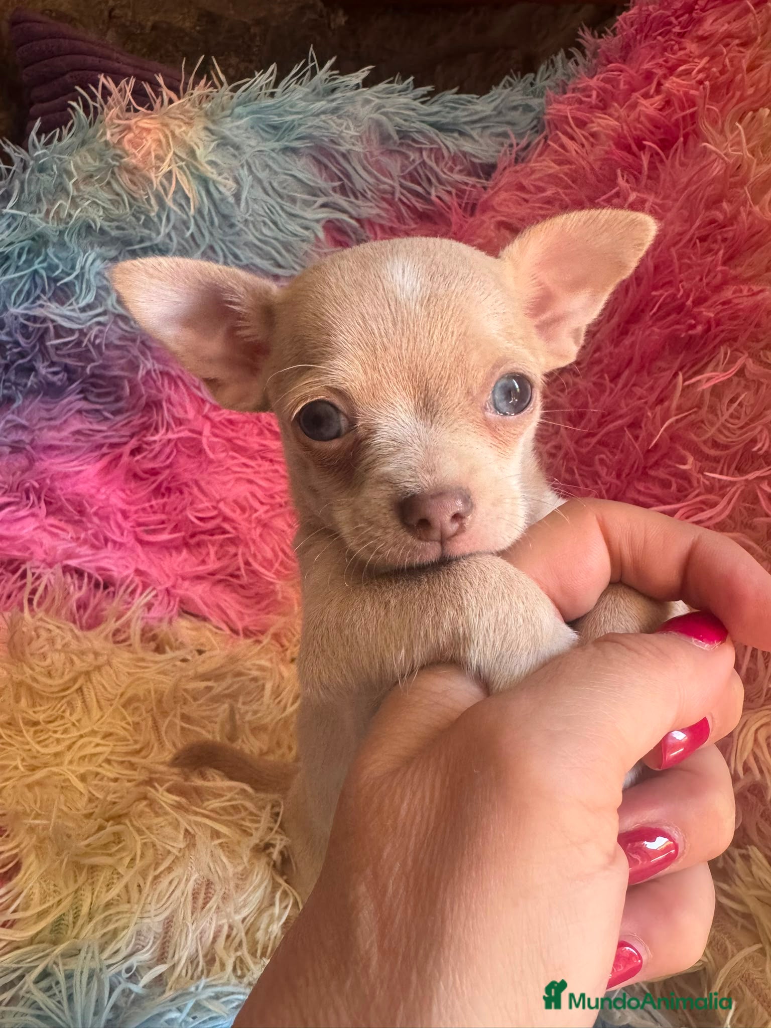 Chihuahua perros Chihuahua exotico - Anuncio 24